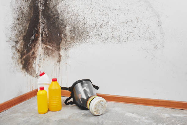 Best Commercial Mold Removal  in Enon, VA