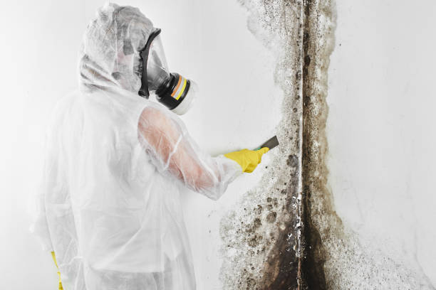 Best Mold Testing  in Enon, VA