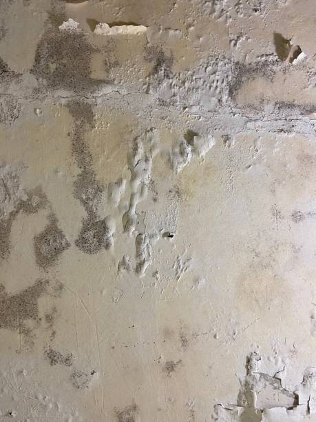 Best Professional Mold Removal  in Enon, VA
