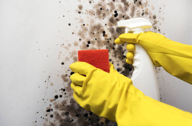 Best Mold Cleaning Services  in Enon, VA