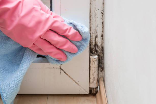 Best Mold Remediation Services  in Enon, VA