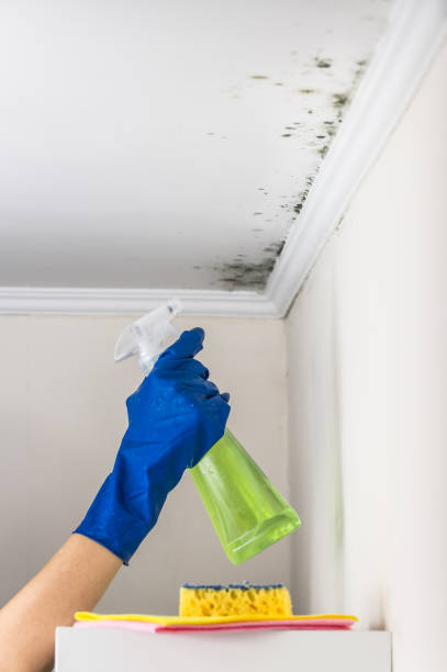 Professional Mold Removal in Enon, VA