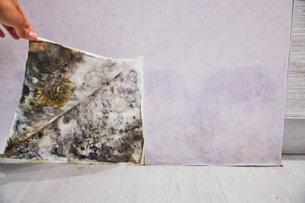 Best Best Mold Removal Companies  in Enon, VA
